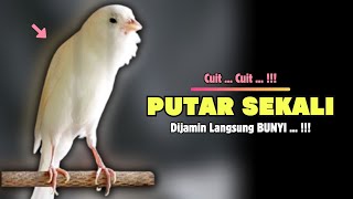 Download lagu Pancingan KENARI Paud Belajar BUNYI Cocok Untuk KENARI Belajar BUNYI Ngeriwik | 621 mp3