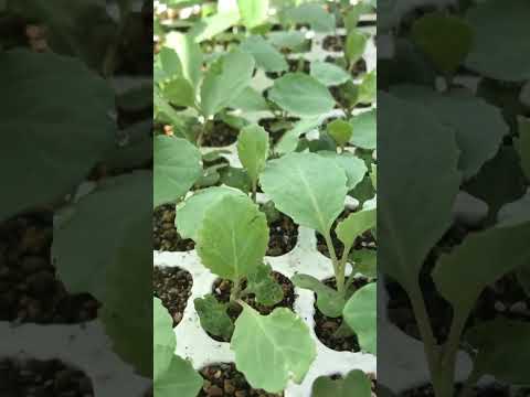 キャベツのべと病と天然物を使ったそれの治療方法