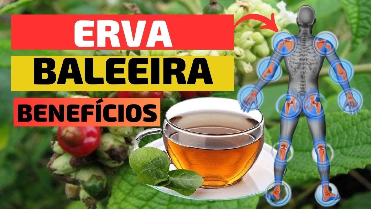 ERVA BALEEIRA (PARA QUE SERVE?)  OS SEGREDOS DO REMÉDIO NATURAL QUE TRANSFORMARÁ SUA SAÚDE