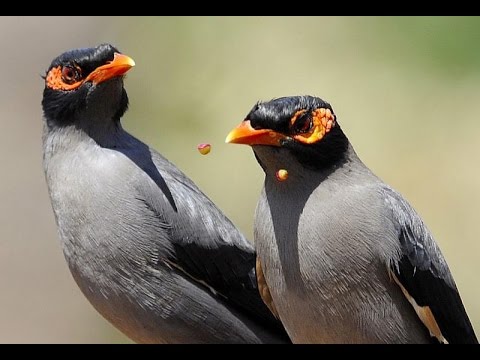 Majna brehová (Acridotheres ginginianus) — video o speve a chove