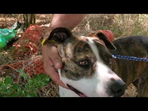 Arthur, an adoptable Terrier & Plott Hound Mix in Bandera, TX_image-1