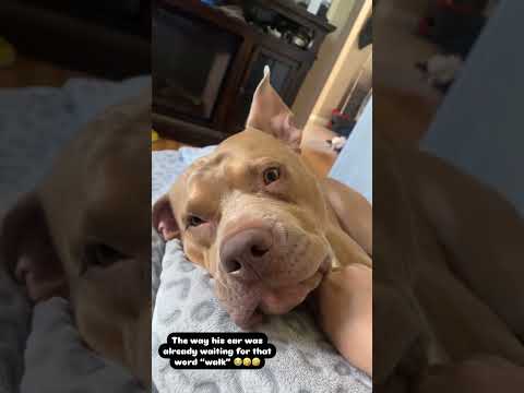 Funny and cute dogs compilation#funnydogs#cute#doglover#doglife#cure#dogshorts#pet#doglife#dogshorts