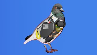 Cover art for How A Bird Works