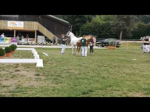 Cooper One v. DSP Cosmo Royale - Nuts