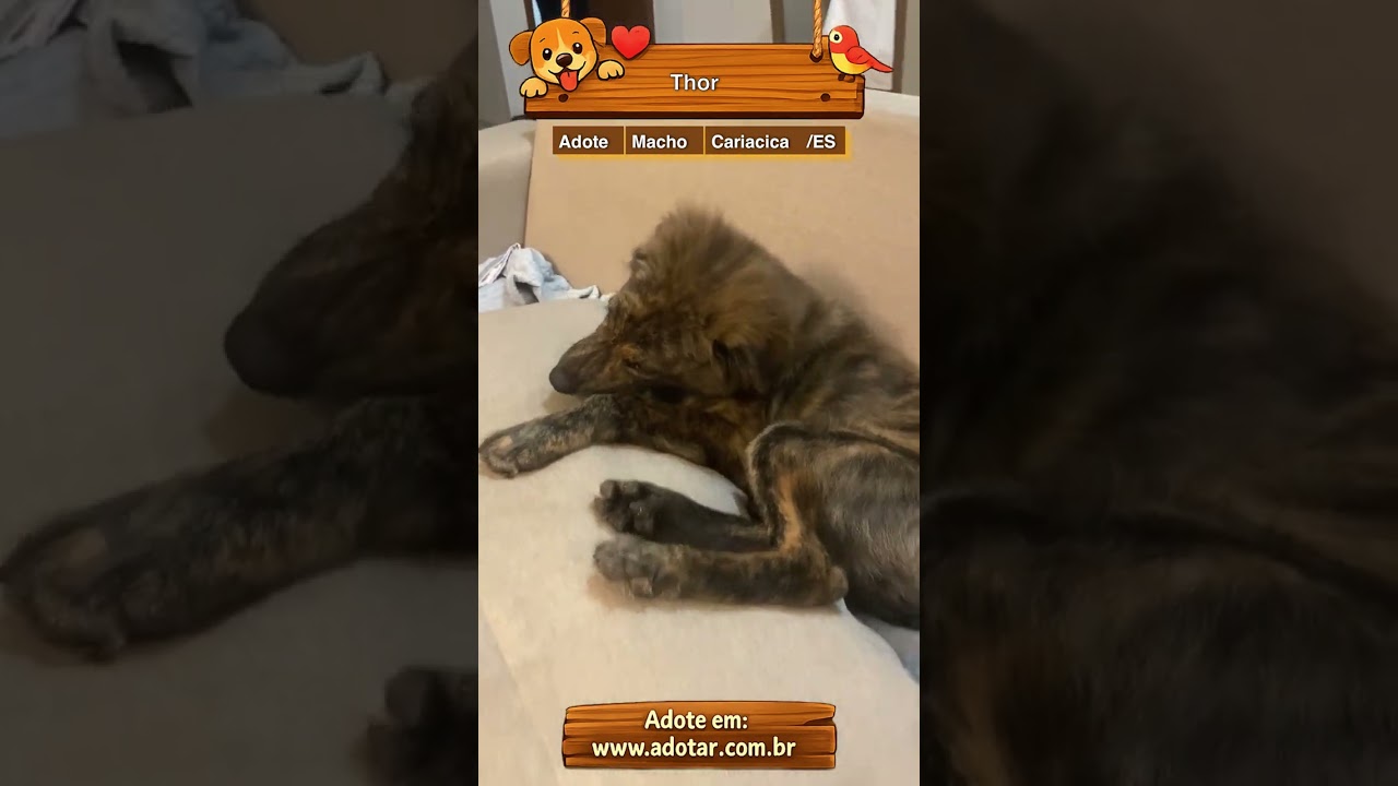 Cachorro raça SRD-ViraLata idade 2 a 6 meses nome Thor