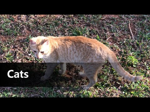 Cats