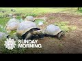 Nature Galápagos Tortoises