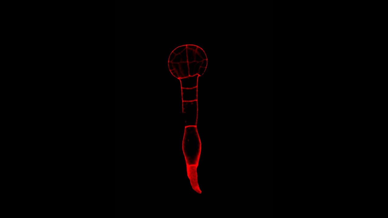 Plant Embryo Development revealed by florescent microscopy