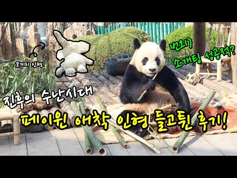 푸바오 이모 페이윈 애착 인형 들고 튄 진후 그리고 판다 진후 소개팅 후기!