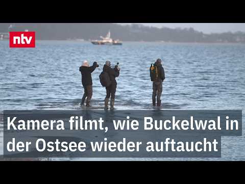 Video Thumbnail: Meeresriese vom Timmendorfer Strand schwimmt sich frei | ntv