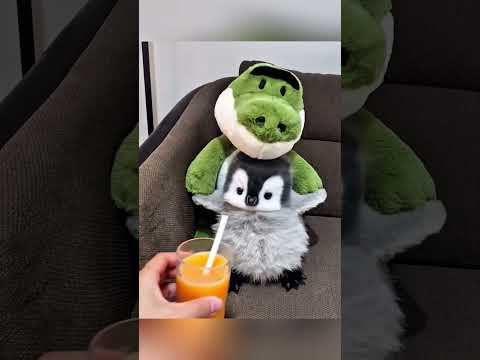 #penguin #cute cute little penguin eat ice cream 🍨🍨🍦🍦