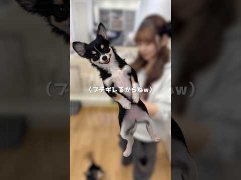 我が家の泥棒がトラップを撒き散らかしていきました #shorts