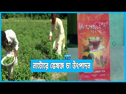 ভেষজ চা উৎপাদনে সাবলম্বী নাটোরের চাষিরা