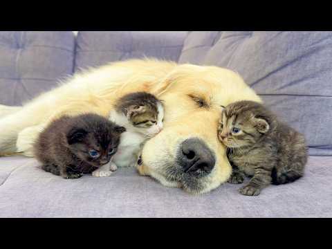YouTube 썸네일