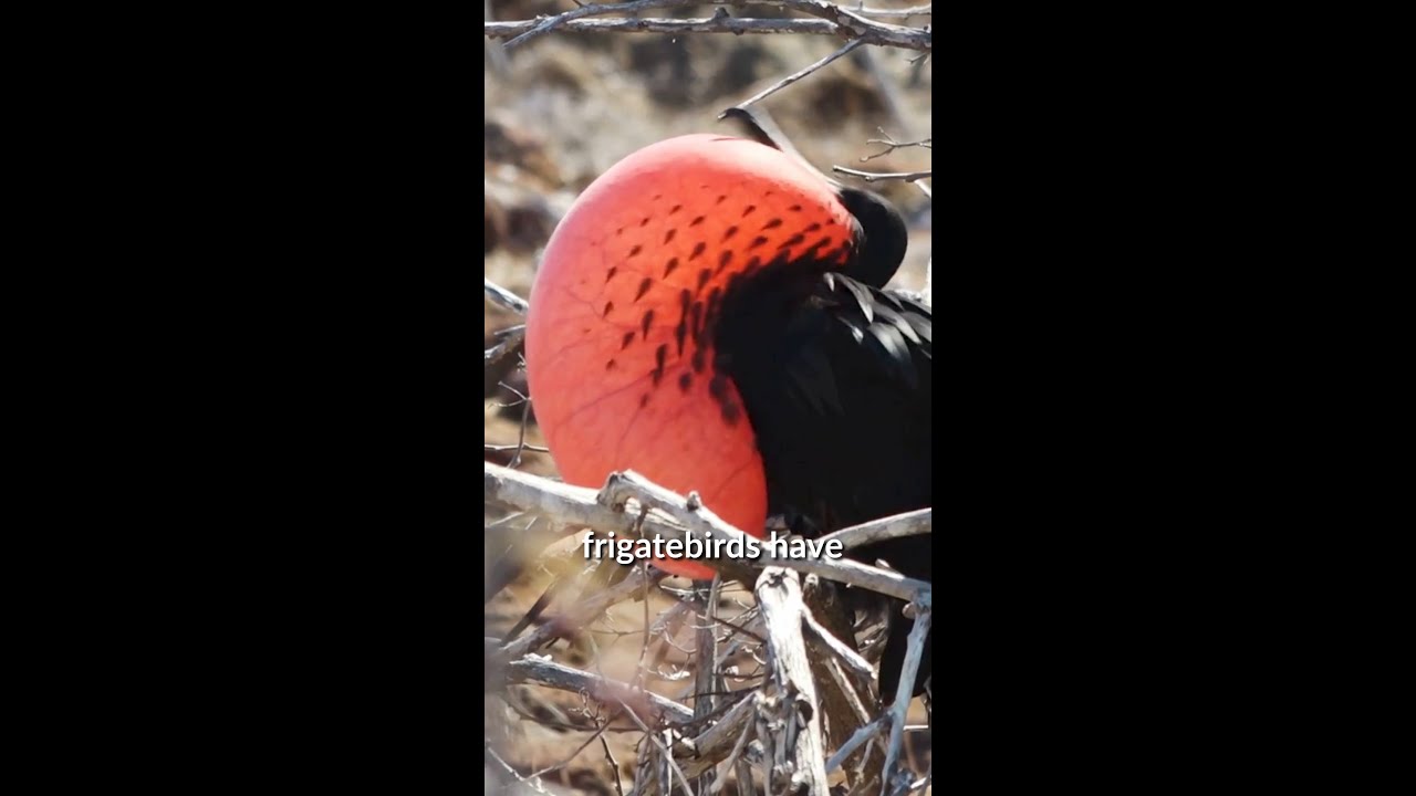 Why do magnificent frigatebirds have red throat pouches?