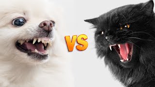 Quem Ganha? CÃES x GATOS na Competição de Inteligência! ??