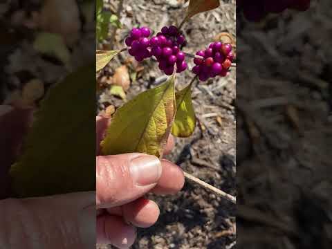 American vs. Asian Beautyberry: Callicarpa Showdown