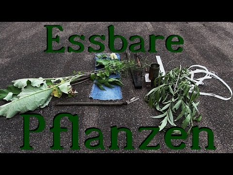 Essbare Wildpflanzen in der Stadt | URBAN SURVIVAL #5
