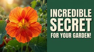 10 Edible Flowers Every Vegetable Garden Needs (Companion Planting Secrets)