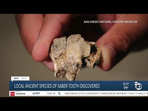 Discovery of new saber-tooth species sheds light on San Diego's distant past