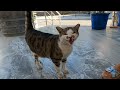 Cat Meowing Loudly Is Unbelievably Cute