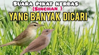 Download lagu Suara Pikat Burung Kerak Basi Alis Hitam (Sinchan) Yang Paling Banyak Dicari  mp3