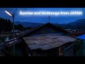 Bird Songs The Sunrise Live From Japan 120 Minutes June 27 2023