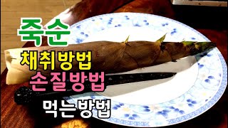 죽순 채취방법 손질방법 먹는방법