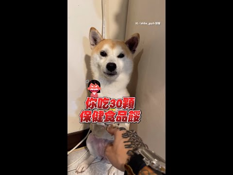 吃光30顆保健食品被主人罵　柴柴搭手撒嬌求消氣 ｜#寵物雲 #shorts