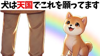 【犬が天国から願っていること】 犬の雑学 #犬 #いぬ 