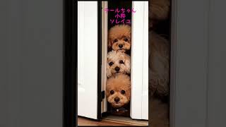 ⭐️星に願いを⭐️ #シニア犬との暮らし #シニア犬との暮らし #トイプードル18歳 #犬と一人暮らし