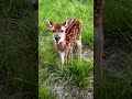cute baby deer is call #youtubeshorts #deer#babydeer #deerlovers