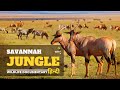 सवाना जंगल, Africa - हिन्दी डॉक्यूमेंट्री | Wildlife documentary