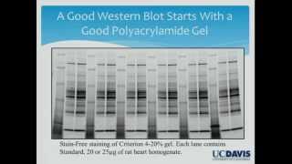 Can We Trust Western Blots?