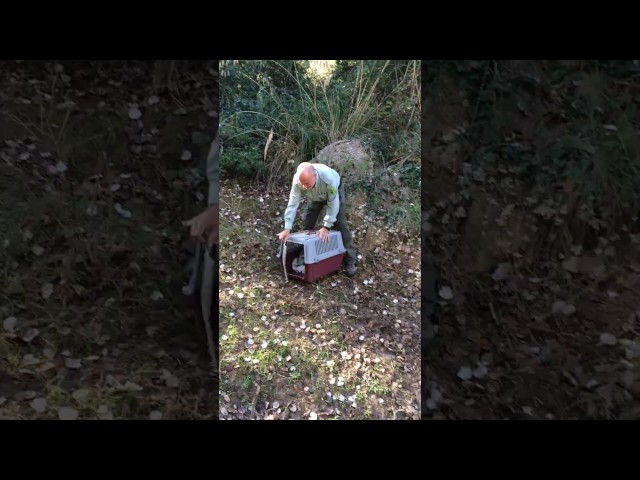 Vídeo relacionado con DARO Design - Cuadro de tejón tamaño 45 cm - Arte en lienzo listo para colgar - Decoración de pared temática de caza, naturaleza, animales