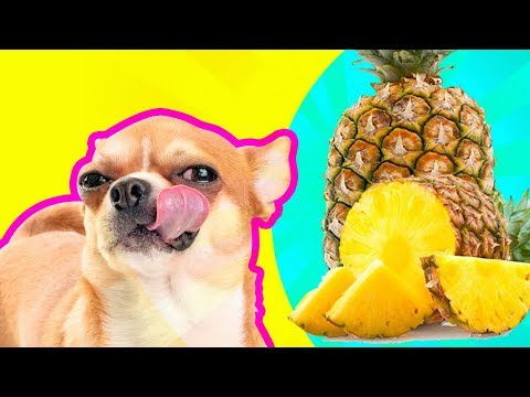 download lagu mp3 mp4 Is Fresh Pineapple Good For Dogs, download lagu Is Fresh Pineapple Good For Dogs gratis, unduh video klip Is Fresh Pineapple Good For Dogs