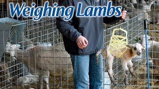 Weighing Lambs