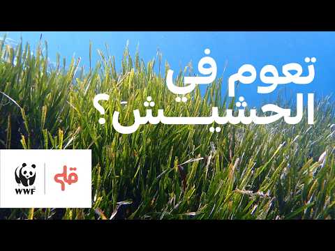 غطسة مع حشيش البحر.