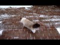 Ragdoll Cats Charlie and Trigg in First Snow of ...