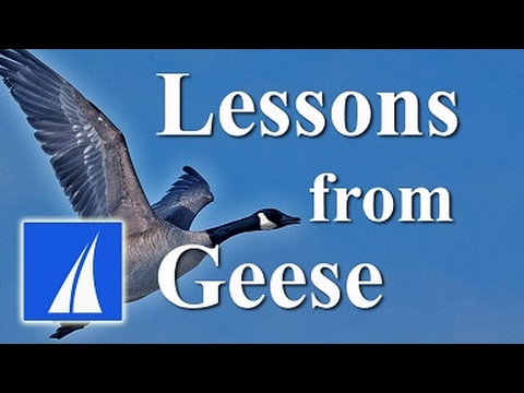 Lessons from Geese - Teamwork and Leadership HD