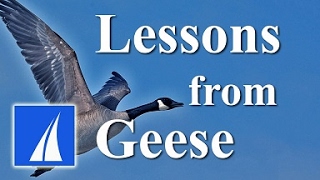 Lessons from Geese - Teamwork and Leadership HD