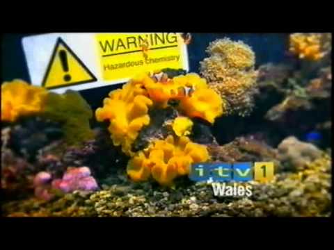 ITV1 Wales 'Celebrity Love Island' Fish ident - 2005
