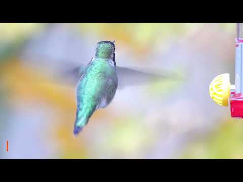 Male Annas hummingbird feeding from our "tiny" feeder.