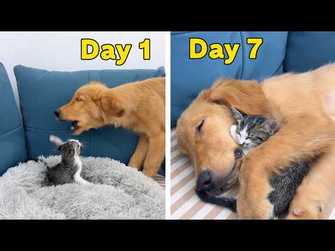 YouTube 썸네일