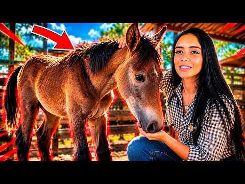 O DESAFIO DE CURAR UM POTRO CHUCRO MACHUCADO! 🐴💉