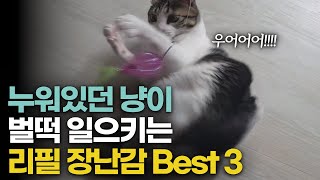 사냥본능 200% 폭발시키는 고양이 장난감 추천 !