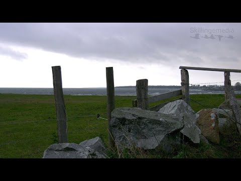 Österlensvepet del 45  Friska vindar i Gislövshammar