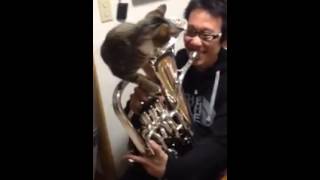Using a cat as an instrument mute