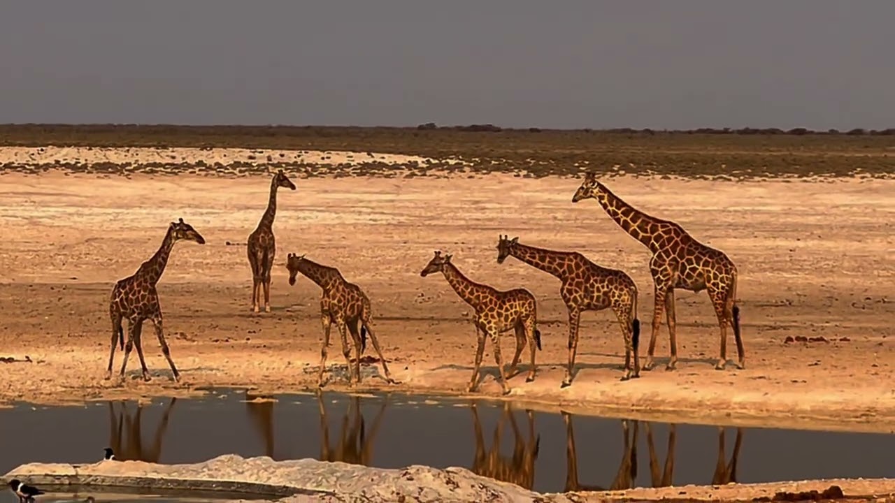 This Is Namibia （2）： The Waterholes