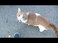 Why Orange Cat Meows And Walking For Me